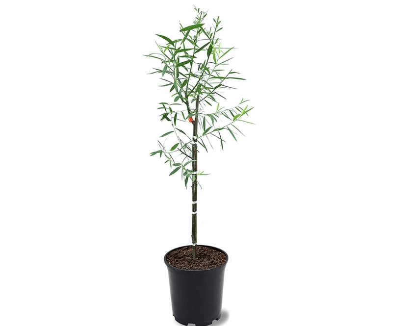 Weeping Willow, Deciduous, Fast-Growing, Shade Tree, 2-3 ft Tree Height, 1 gal Nursery Pot (Due to Agricultural Laws, we Cannot Ship to CA, AZ, AK, or HI
