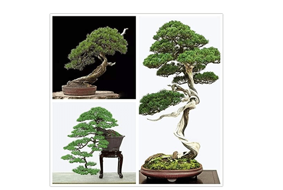 Bonsai Tree Japanese Black Pine Seeds - 30+ Seeds to Grow - Prized Evergreen Bonsai Specimen