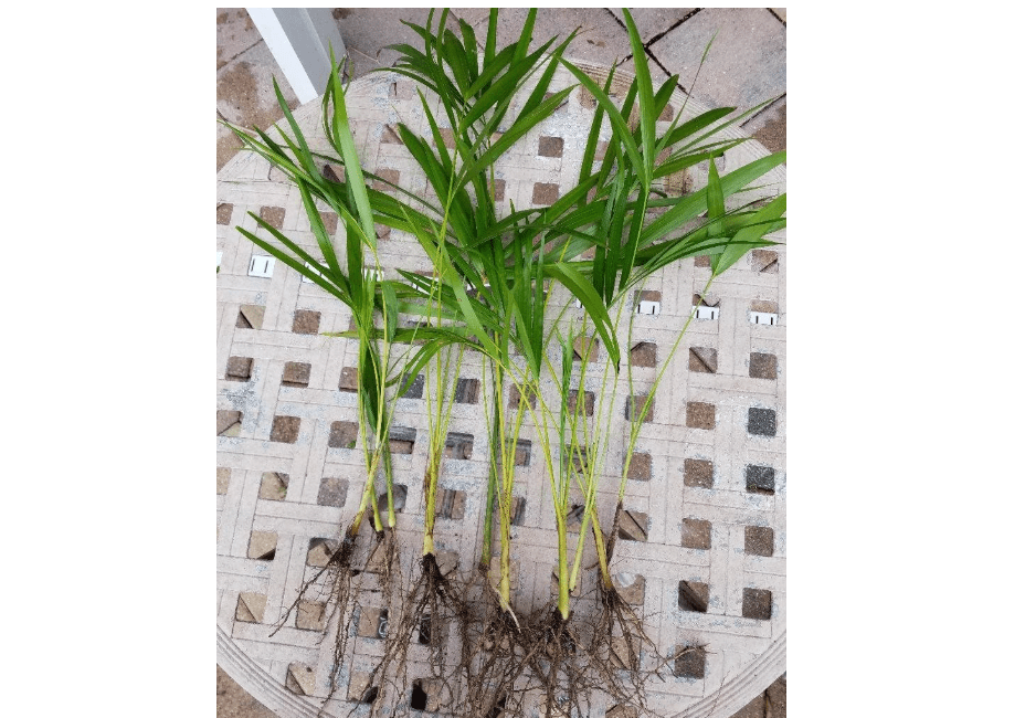 
Areca Palm Plant Dypsis lutescens Easy to Grow!! [PF015