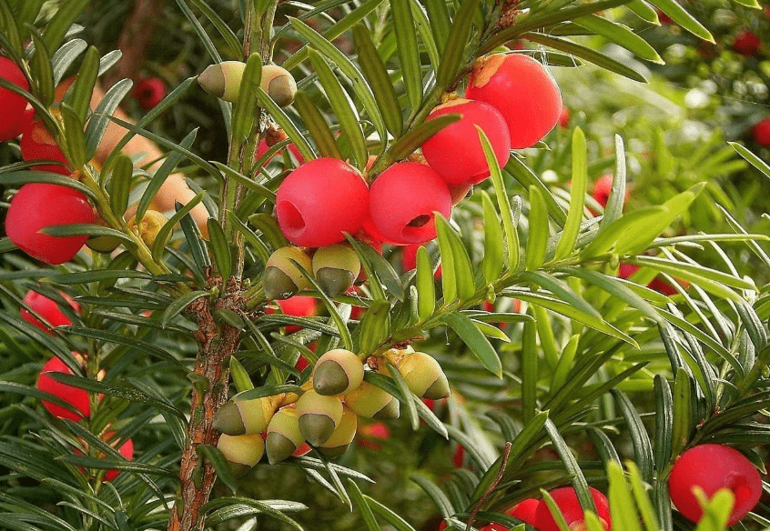 
30 English Yew Tree Seeds - Taxus baccata - Evergreen Tree with Bright Red Fruits