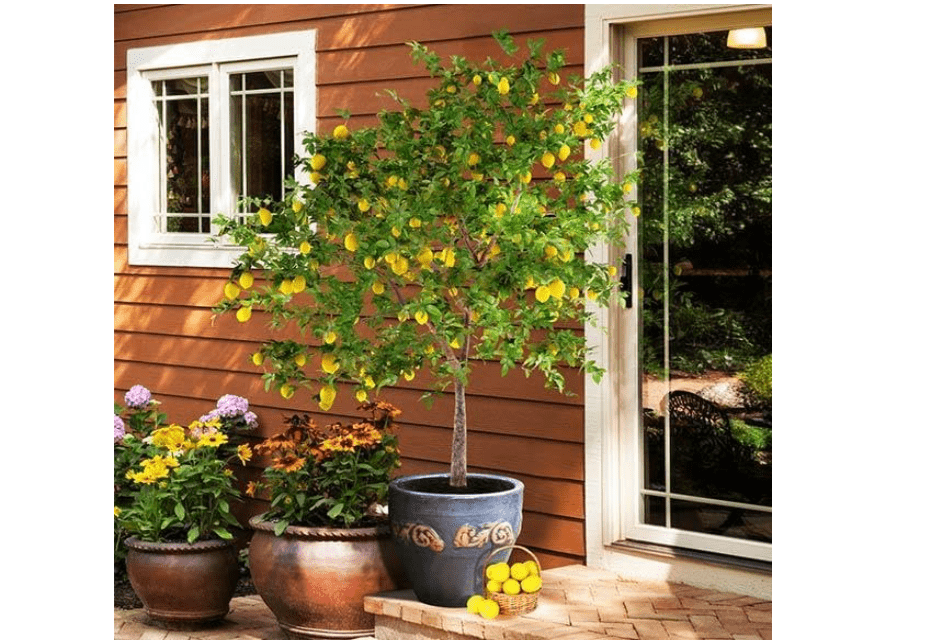 
Brighter Blooms - Meyer Lemon Tree, 2-3ft. - No Shipping to AL, AZ, CA, FL, GA, LA,