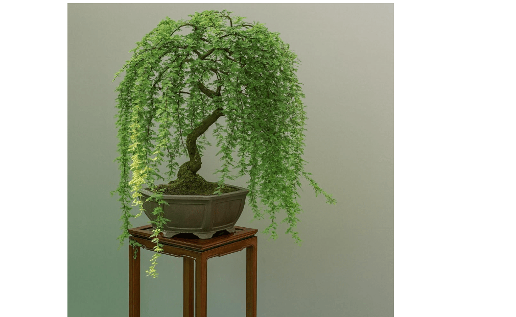 CZ Grain Bonsai Green Weeping Willow Tree Cutting - Thick Trunk Start, Dwarf Bonsai Material