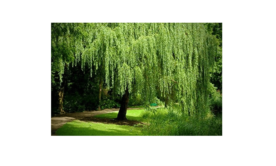 8 Weeping Willow Trees - Salix Babylonica - Beautiful Arching Canopy - Ready to Plant
