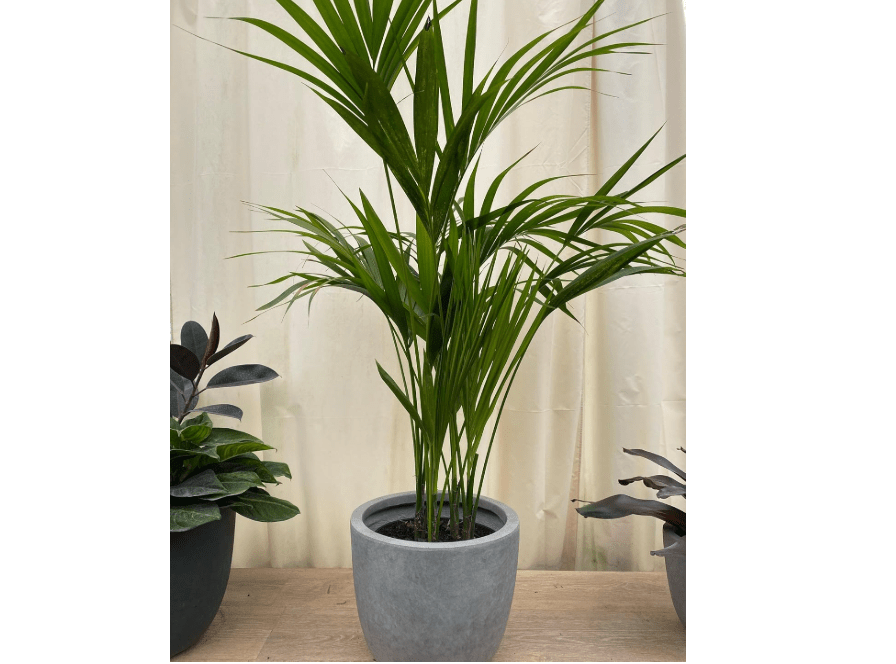 
Kentia Palm Tree, Howea Forsteriana, Live Plant - Exotic and Rare Indoor/Outdoor Plant, Tropical Garden Plant, Low Maintenance, Air Purifying Plant