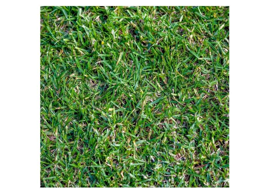 Everwilde Farms - 1/4 Lb Buffalo Grass Native Grass Seeds - Gold Vault