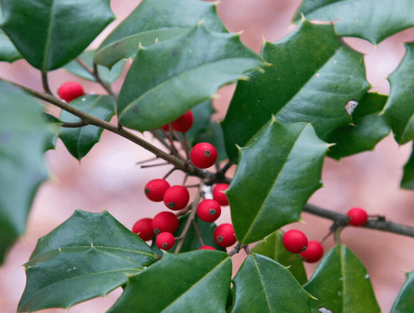
Rare Plant Tree Seeds 30+ American Holly Seeds (Ilex opaca Southern)