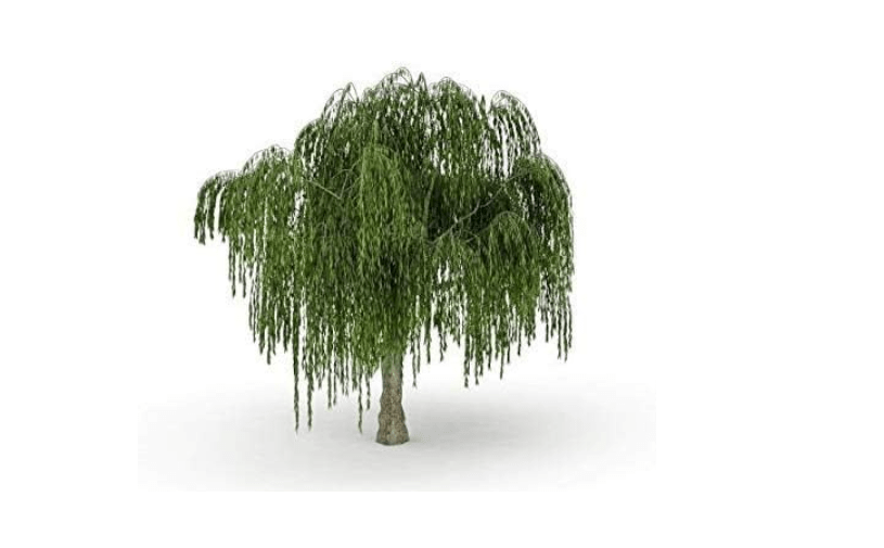 Dwarf Weeping Willow Tree Cutting - Burning Bush Weeping Willow - Unique and Small Indoor/Outdoor Tree Shrub Plant - Excellent Bonsai Tree - Ships Bare Root.