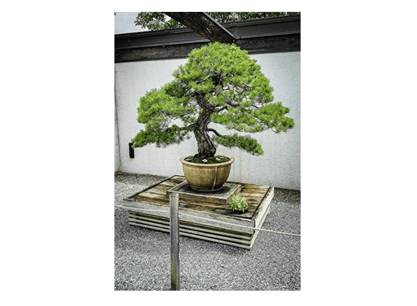 Pinus densiflora: Japanese Red Pine Seeds