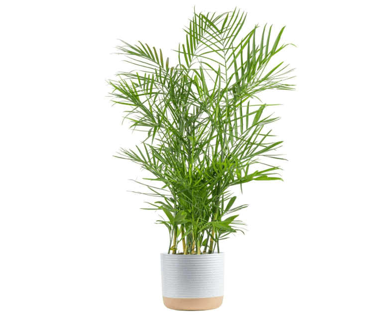 
Costa Farms Bamboo Palm, Easy to Grow Houseplant, Live Indoor Plant Potted in Decor Plant Pot, Room or Office Decor, 3-4 Feet 