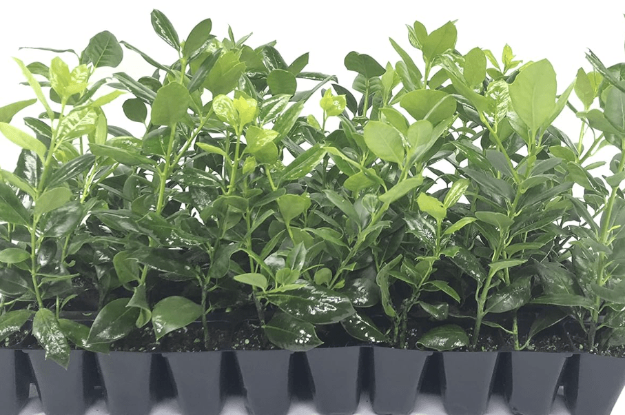 
Nellie R. Stevens Holly - 10 Live Trees - Evergreen Privacy Plants