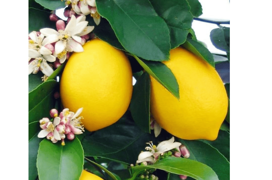 
Lemon Trees Live Plants Plant Live Sweet Edible Fruits, 1 to 2 Feet Tall, Gallon Pot, Cannot Ship to CA, Grafted Bears Lemon