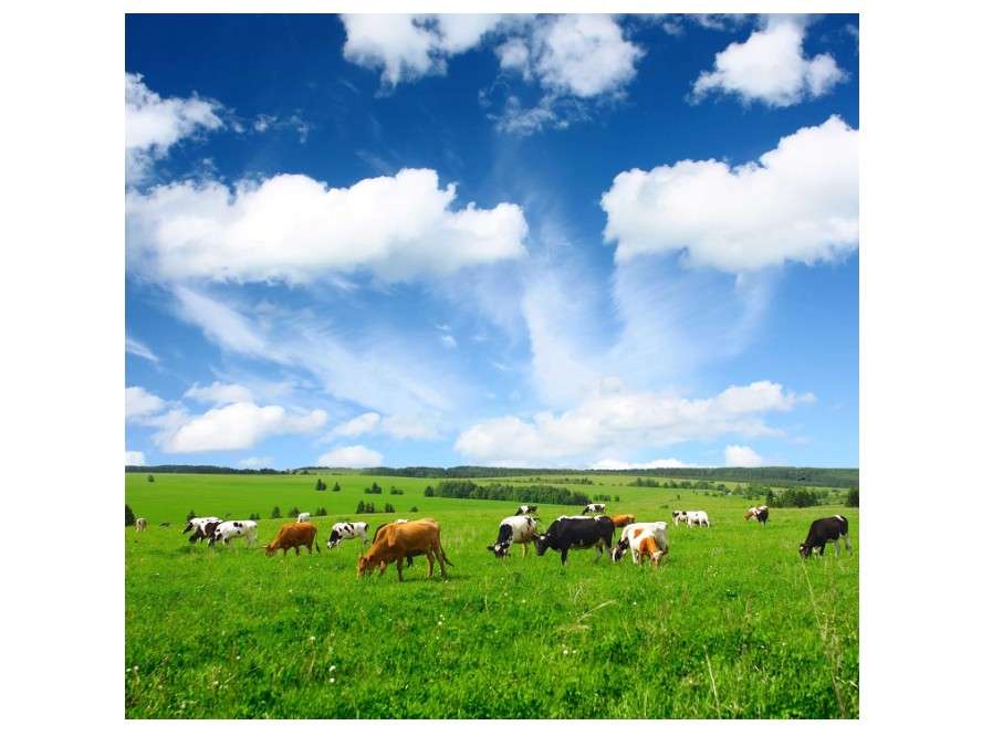 Outsidepride All-Purpose Pasture Seed Mix - 25 lb. Perennial, Drought-Tolerant & Fast-Growing, Pasture Seeds for Planting Abundant Forage Grass &...
