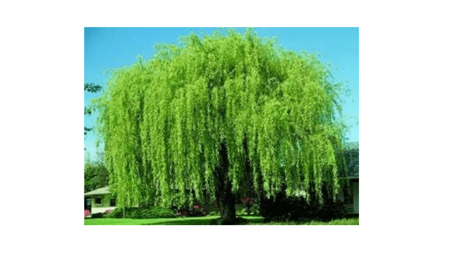 4 Bright Green Weeping Willow Cuttings, Grow 4 Trees - Wisconsin Weeping Willow Root Stock