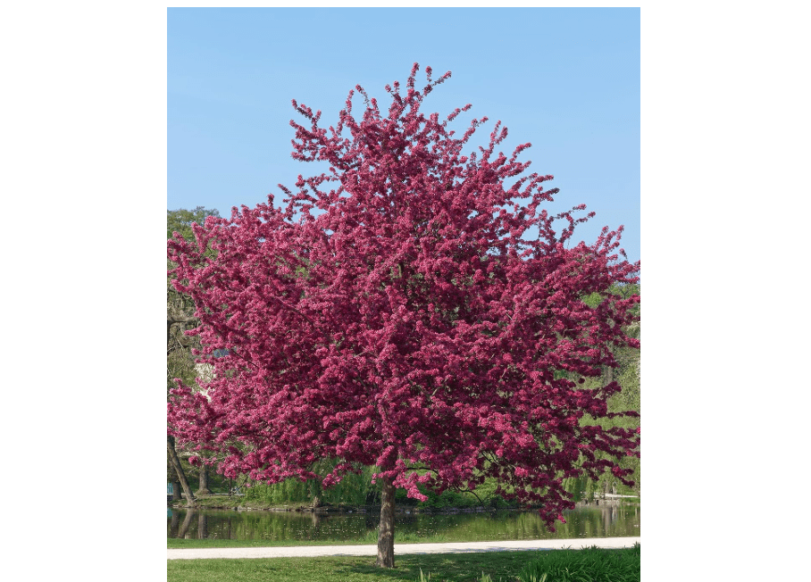 Prairiefire Crabapple Tree, Vibrant Pink Flowering, Deciduous, Luscious Dark Red Foliage, 7 gal, Nursery Pot (Due to Agricultural Laws, we Cannot Ship to