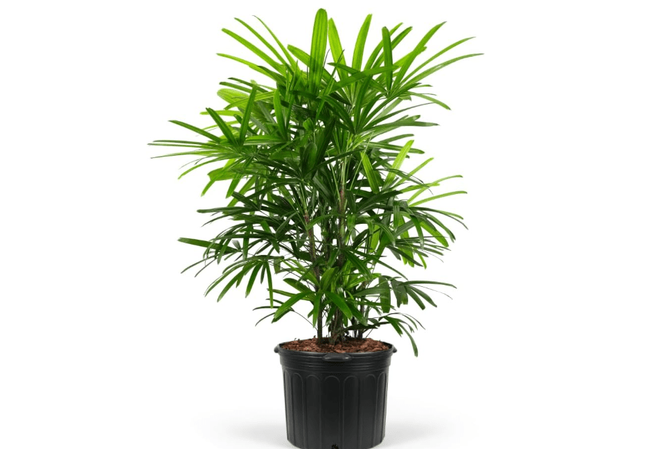 
Lady Palm, Rhapis Excelsa - Live Plant, Air Purifying Indoor Houseplant, Low Maintenance Tropical Plant for Home, Office, and Garden Decor (7gal Pot; 4-5ft)