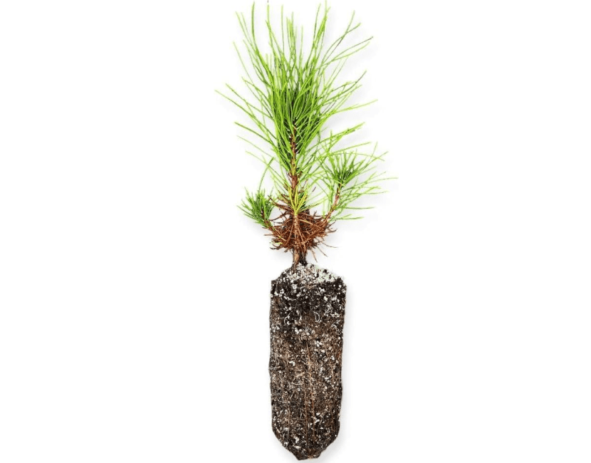 
Shore Pine Seedling Small, Pinus contorta VAR. contorta Seedling