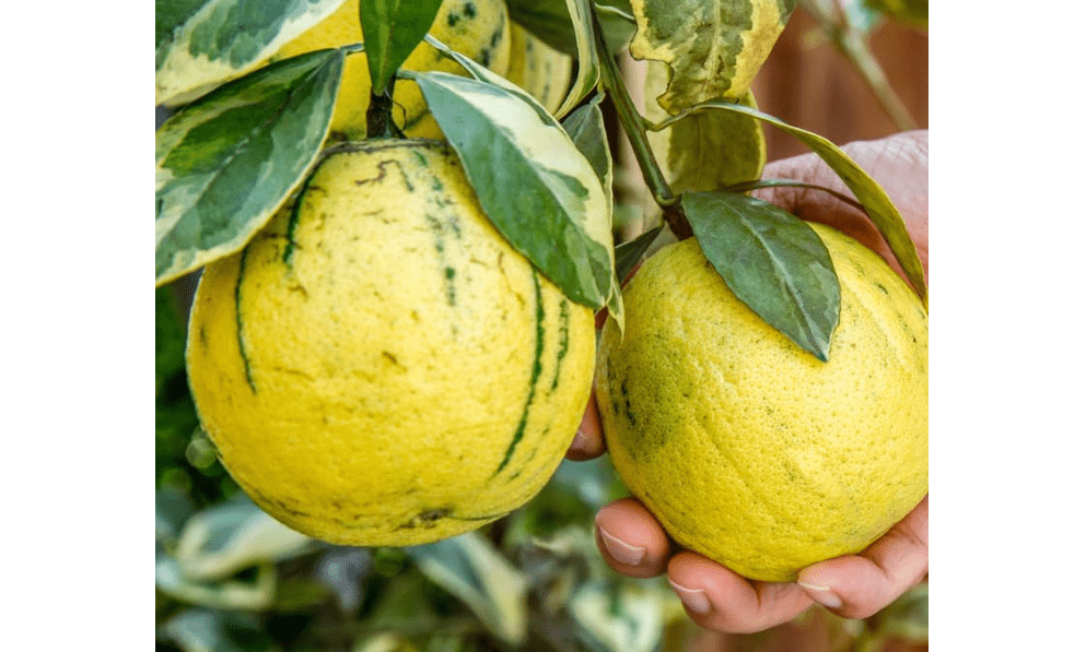 
Variegated Pink Lemon Tree, Lemon Trees Live Plants, 2 to 3 Feet Tall Ready to Plant, Perennial Fruit Tree Live