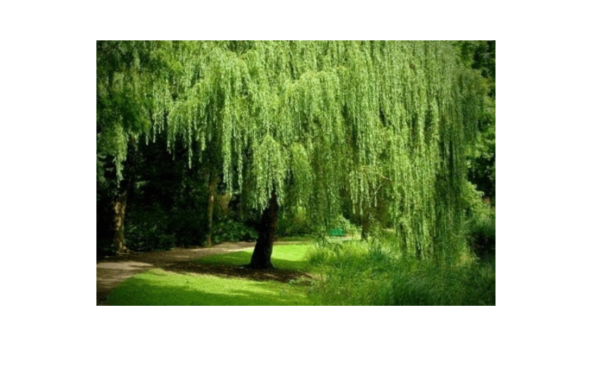 2 Weeping Willow Trees Ready to Plant Beautiful Arching Canopy #BC2
