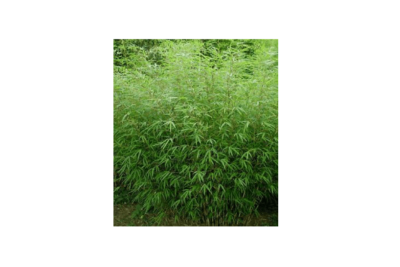 Large Fargesia 'Rufa' Sunset Glow Bamboo 3'-4' Size Plant.