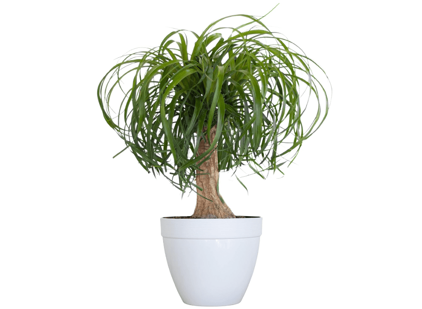 
United Nursery Ponytail Palm – Beaucarnea Recurvata in 6” White Décor Pot – 14–16 Inches Tall – Drought-Tolerant, Low-Maintenance Indoor Plant – Pet-Safe