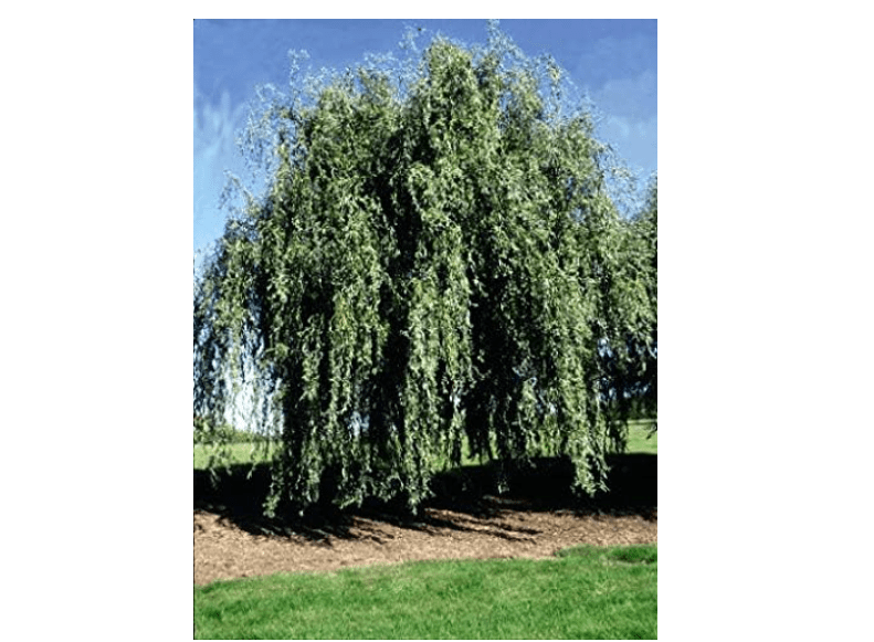 Gold Weeping Curly Willow Tree Cutting - Rarest of all Willows - Grow This Exotic Weeping Curly Willow Tree - Excellent Live Bonsai Tree