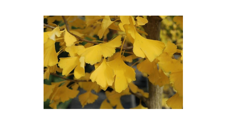 Ginkgo Biloba Autumn Gold 1 - Year Graft