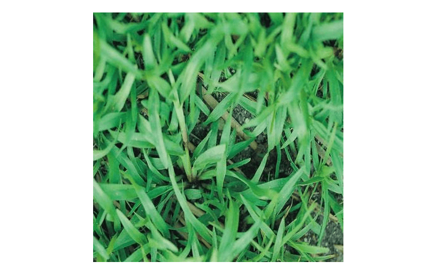 
Carpetgrass Seeds Coated 2 Lbs (Carpet Grass Seed)