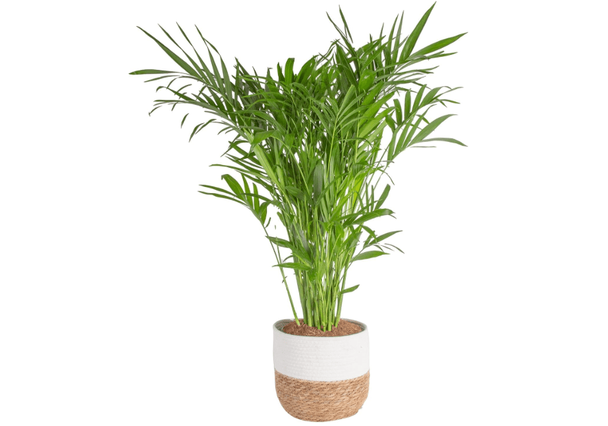 
Costa Farms Cat Palm, Live Indoor Houseplant in Décor Planter, Tree-Like Floor House Plant Potted in Soil, Housewarming Gift for New Home, Living Room 