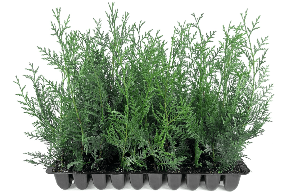 
Leyland Cypress | 60 Live Plants | Cupressocyparis leylandii | Fast Growing Privacy Trees, Evergreen Landscape Plants, Drought Tolerant, Low Maintenance
