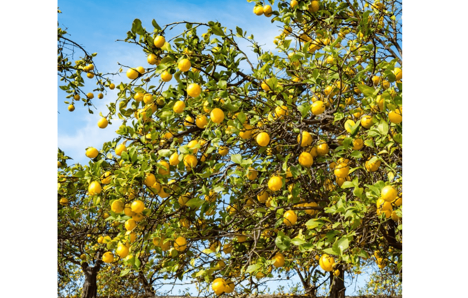 
Lisbon Lemon Plant Live, Yellow Lemon Fruit Tree Grafted, 2 to 3 Feet Tall in