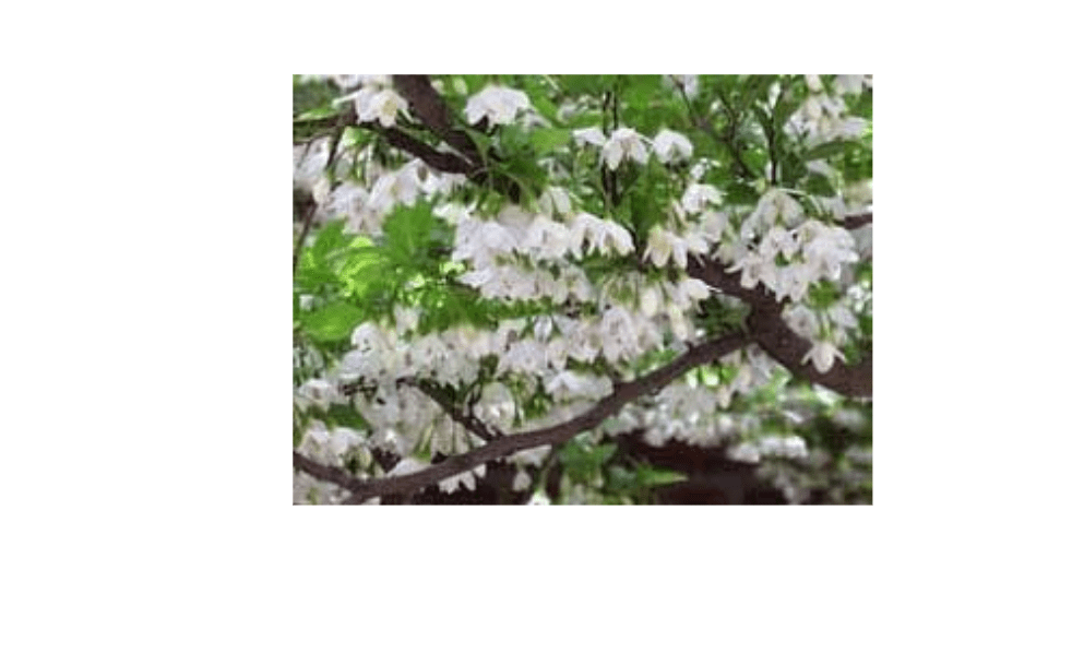 Styrax japonica: Japanese Snowbell Seeds