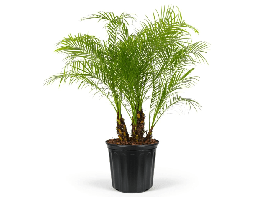 
Pygmy Date Palm Tree – Phoenix Roebelenii, Tropical Drought Tolerant Palm, Low Maintenance, Cold Hardy, Perfect for Outdoor Landscapes