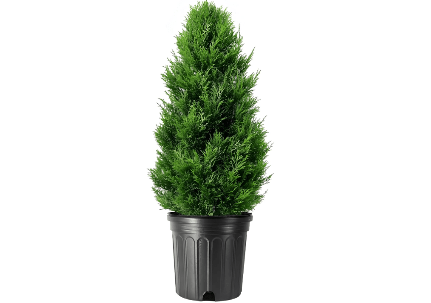 
Arborvitae Emerald Green | 3 Live Gallon Size Trees | Thuja Occidentalis Smaragd | Evergreen Privacy Screening Hedge Plants