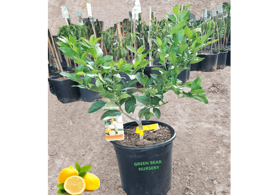 
Eureka Lemon Grafted Fruit Tree (5 Gallon Potted)