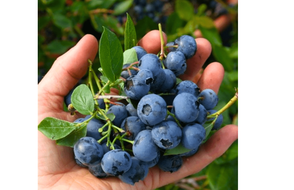 
3 Blueberry Plants Live for Planting, Springhigh Blueberry Bushes Live Plant, Blueberries Fruits Trees Shrubs to Grow Indoor Outdoor Garden