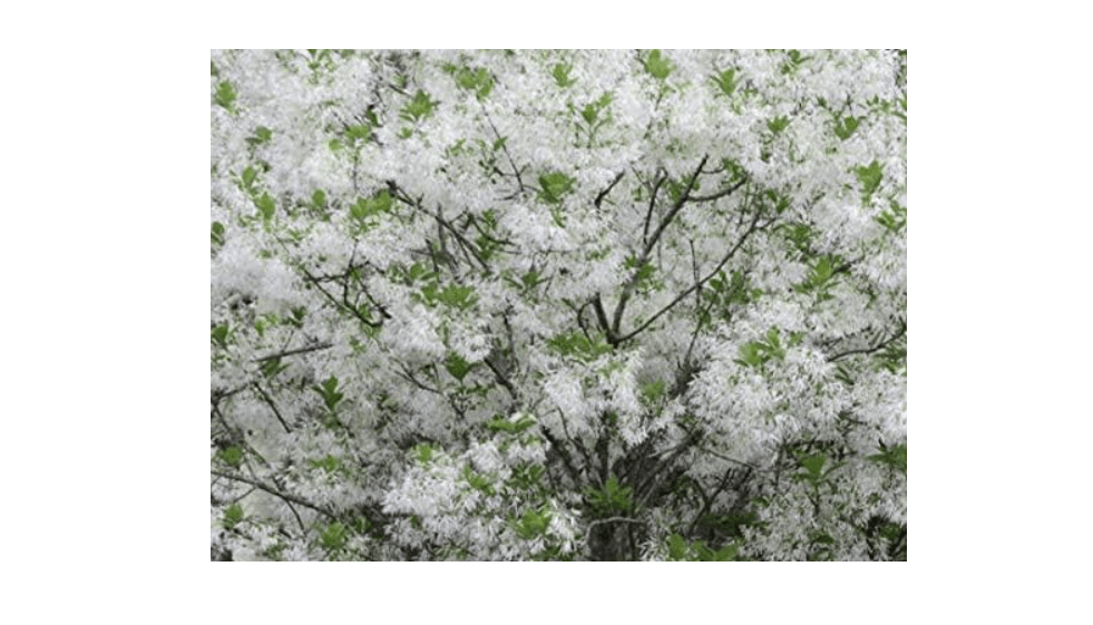 
White Fringe Tree Chionanthus virginicusa - Heavy - Established - Roots - One Quart Potted Plant by Growers Solutio