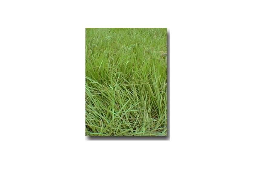 SeedRanch Pensacola Bahia Grass Seed (Coated) - 50 Lbs.
