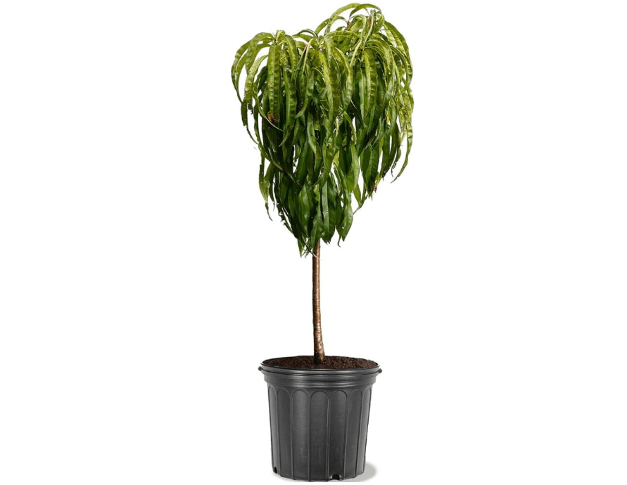 
Generic Bonanza Patio Peach Tree, Compact, Fruit Bearing, Deciduous, Self-Sufficient, 5 gal, Nursery Pot (Due to Agricultural Laws, we Cannot Ship to CA,