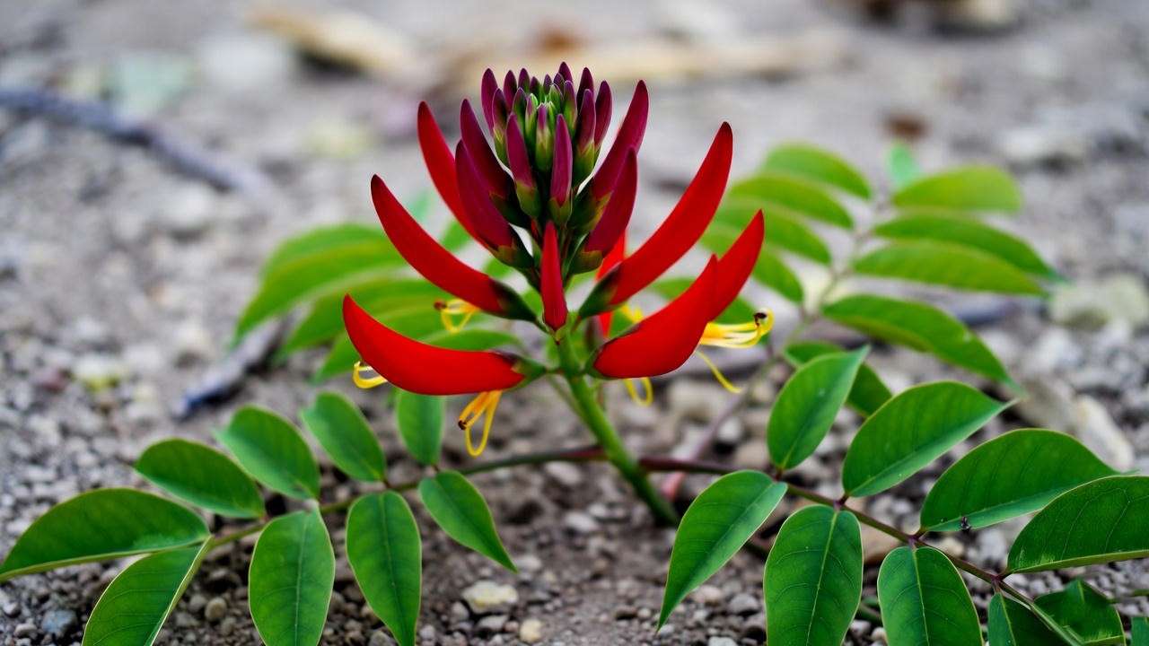  Close-up of wili wili tree with red flowers and thorny branches in a dry Hawaiian forest. 