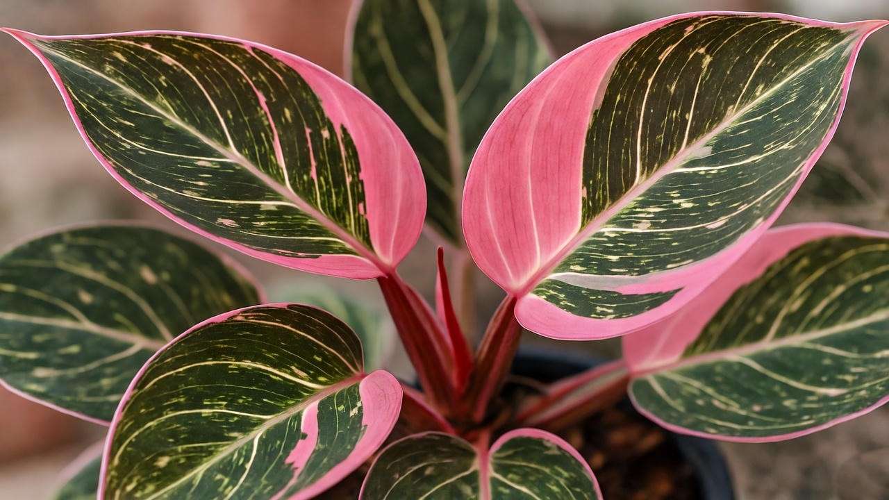 "Close-up of Pink Princess Philodendron with pink and green 