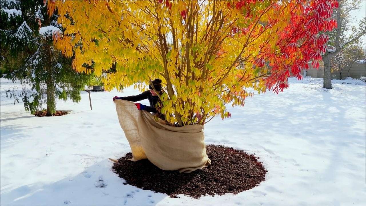  "Color tree with mulch ring and winter burlap wrap in a snowy garden." 
