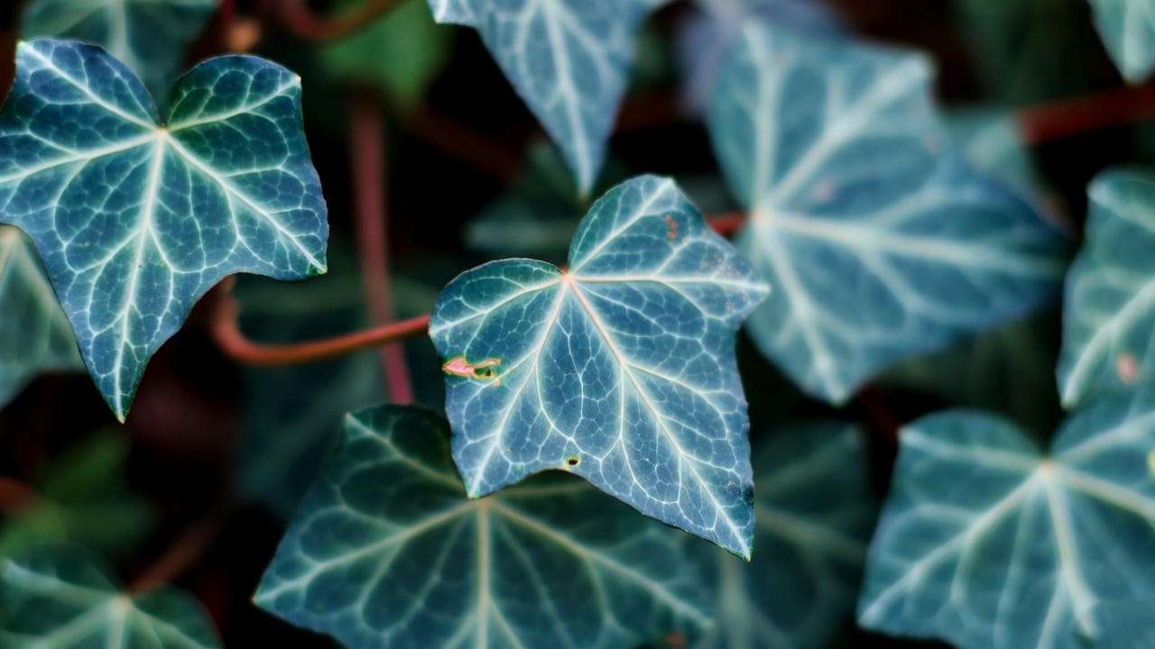 "Blue ivy plant leaf with minor pest damage from spider mites."