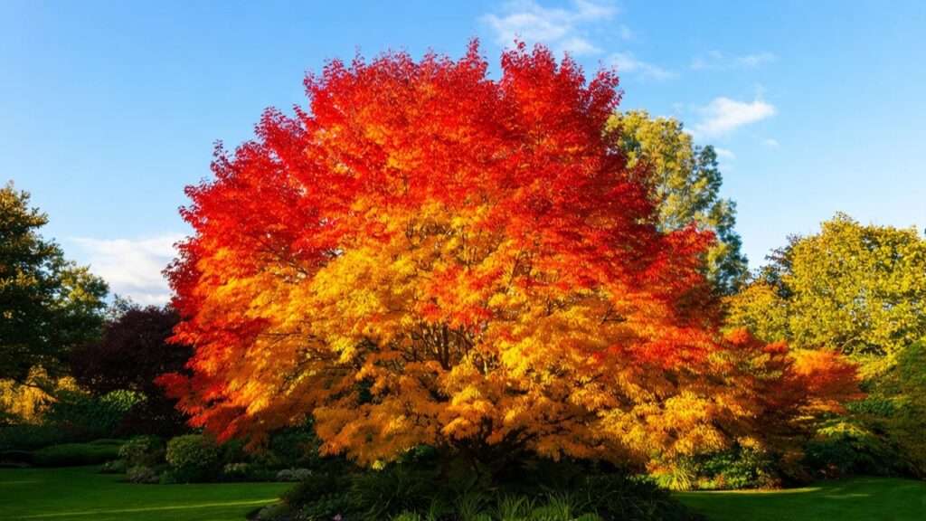 Color Tree