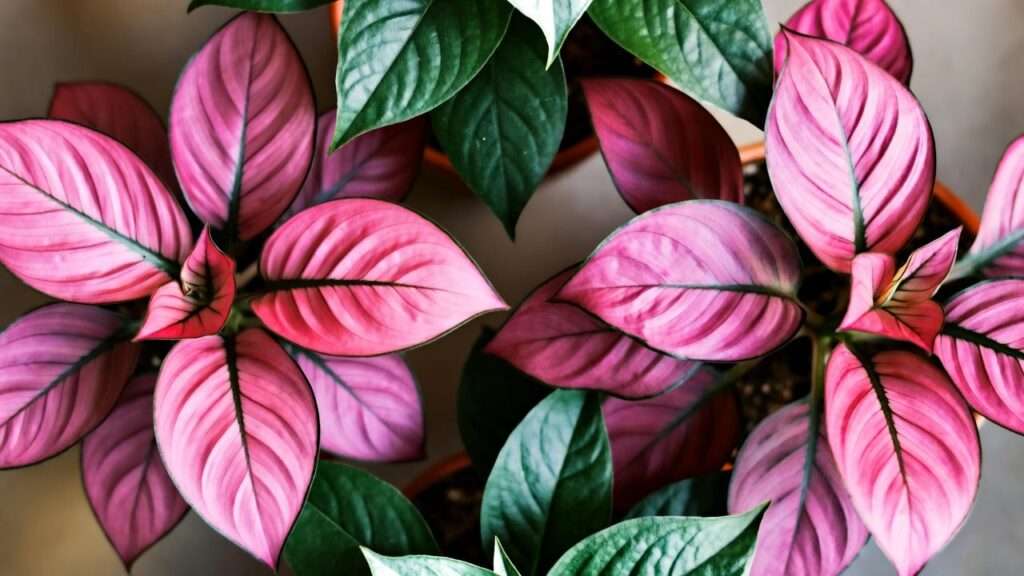 indoor plants pink