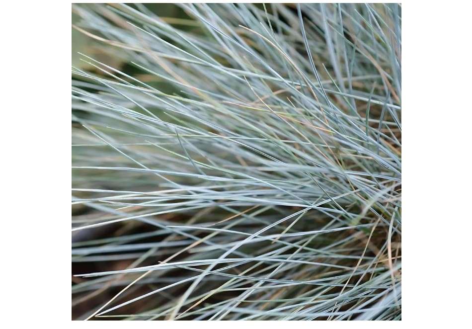 Classy Groundcovers, Fescue 'Elijah Blue', Elijah/Compact/Powder Blue Grass (Flat of 12 Pots, quarts)
