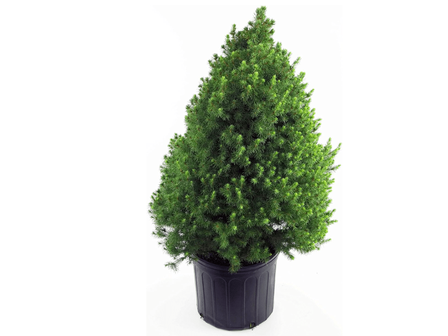 
Picea glauca 'Conica' (Dwarf Alberta Spruce) Evergreen, #2 - Size Container
