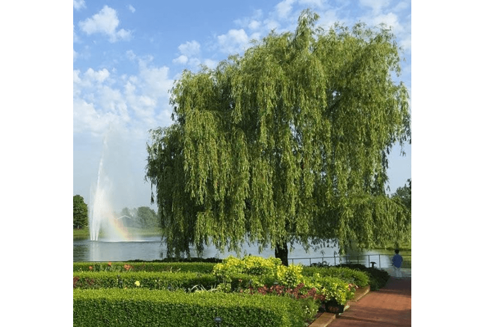 Brighter Blooms - Weeping Willow Tree, 4-5 ft. - No Shipping To AZ