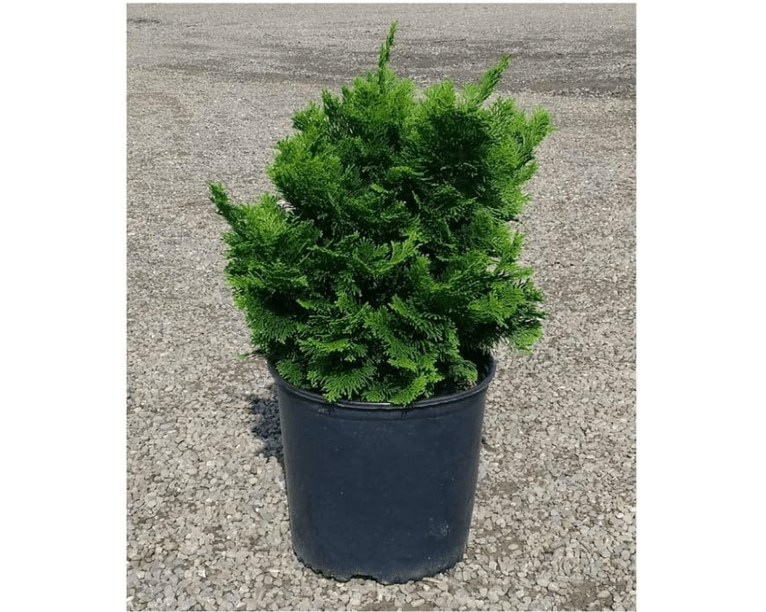 Dwarf Hinoki Cypress