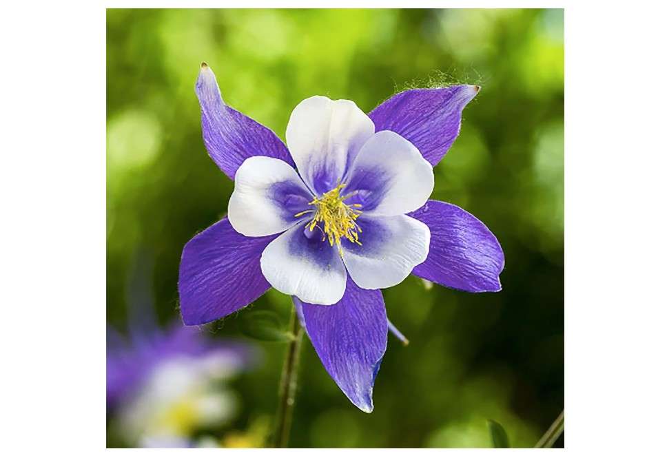 
2800 Blue Dream Columbine Seeds - A Favorite Perennial Wildflower and State Flower of Colorado