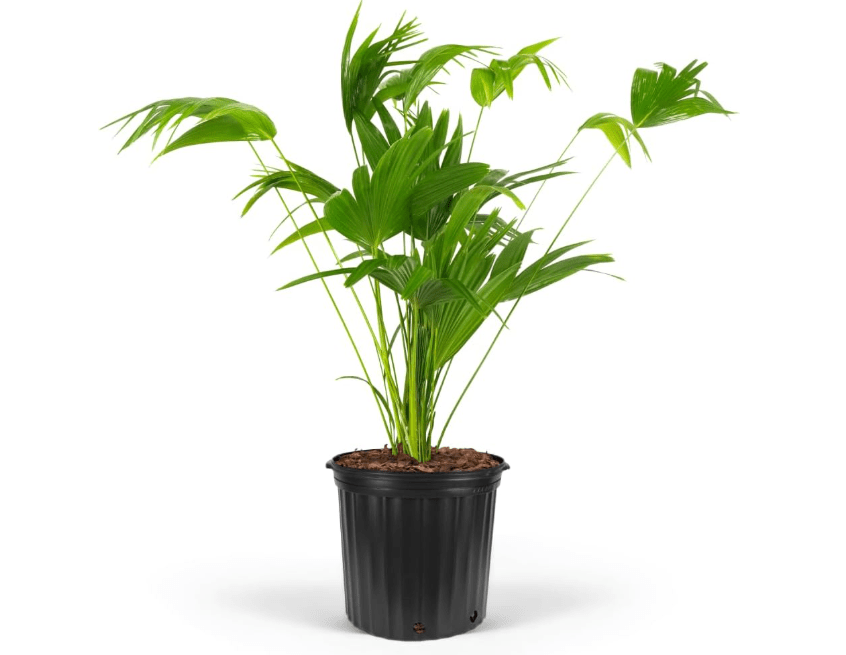 
Chinese Fan Palm Tree, Livistona chinensis - Tropical Indoor/Outdoor Live Tree, Exotic Houseplant with Large Fan-Like Leaves, Low Maintenance Garden 